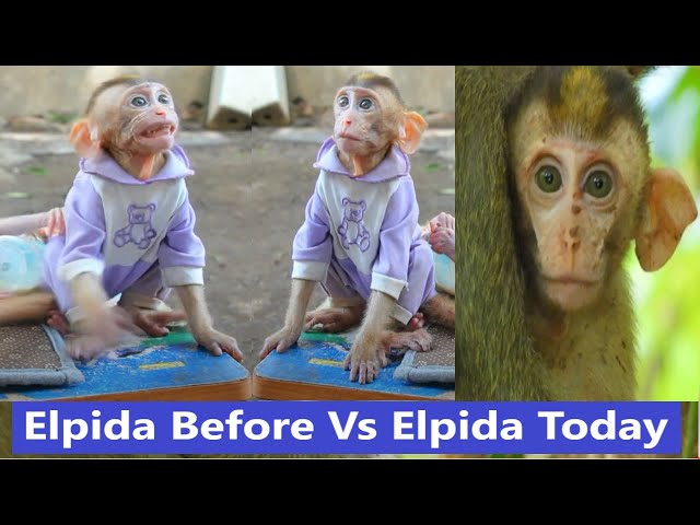 Totally Abandoned Monkey Elpida is A Former Pet Monkey,Now Elpida Living As Wild Monkey With Alberto