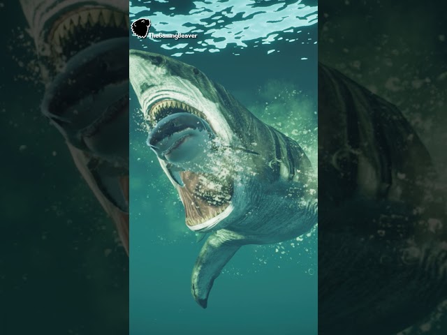 Megalodon Eats Great White Shark!!!