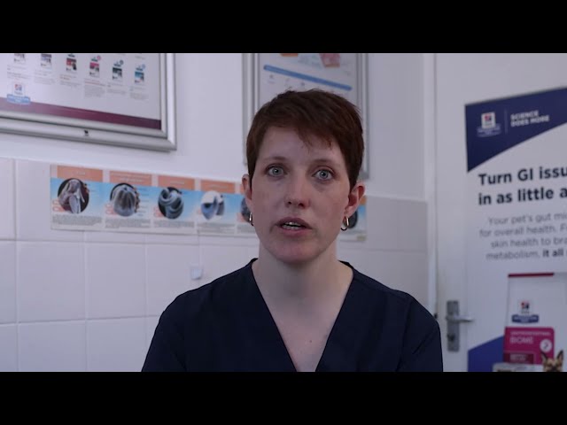 Part 1: Dr Jess Watson Discusses Common Digestive Upsets in Pets