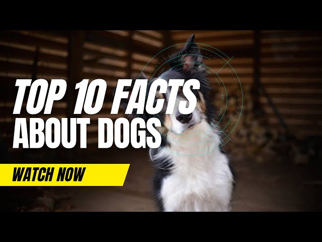 Did you know facts about dogs