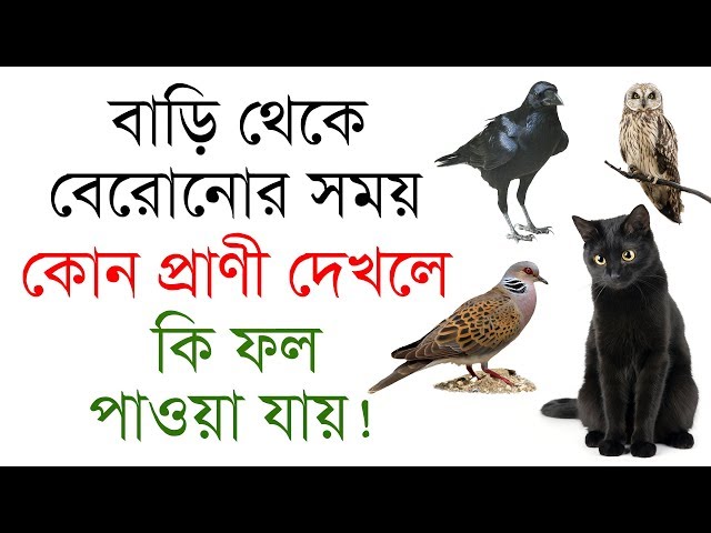 বাড়ি থেকে বেরোনোর সময় কোন প্রাণী দেখলে কি ফল পাওয়া যায় !