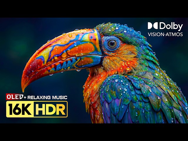 Absolutely the Best OLED HDR Test Ever | Dolby Vision 16K HDR 240FPS (8K/4K Video TV)