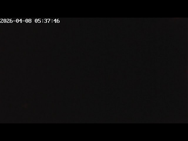 Gorrión anida en caja interna de la pared  [🔴DIRECTO] - Sparrow nesting in internal nestbox [🔴LIVE]