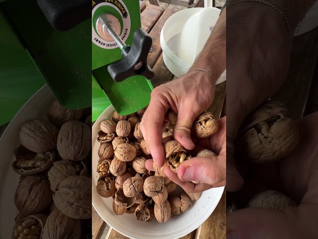 Kadıoğlu CKK45 Ceviz Kırma Makinası