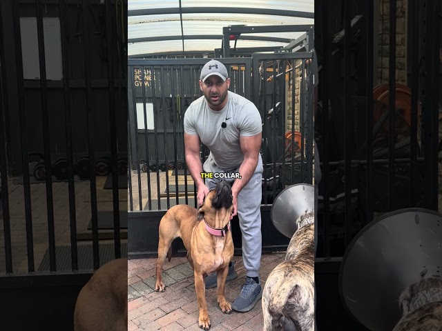 How to break up a dog fight ?