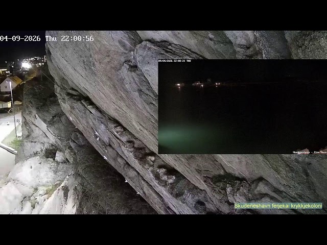 Direktesending fra krykkjekolonien i Skudeneshavn