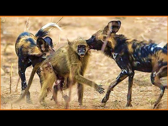 Craziest Wild Dog Attacks Ever Caught On Camera #NatureDocumentary | Wild Animals #13