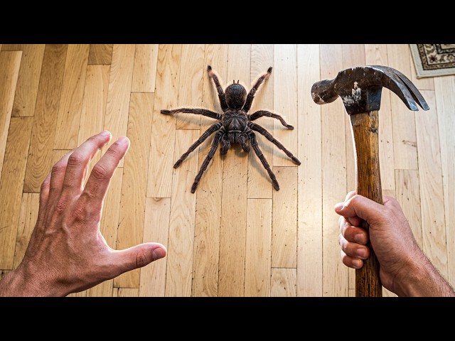 Killing a Spider