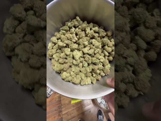 Weed Shopping #DopeAsYola #ReUp