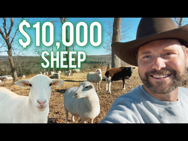 $10,000 Invested in Sheep: The 5-Year Profit Breakdown