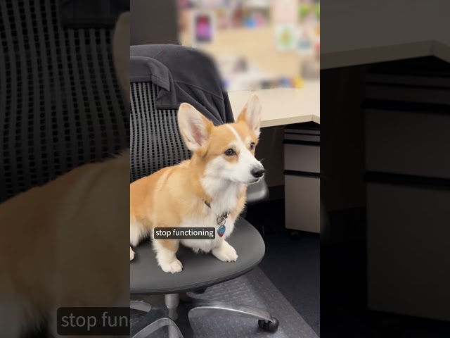 How Federal Shutdown Hits Health Agencies, Explained to Aspen the Corgi