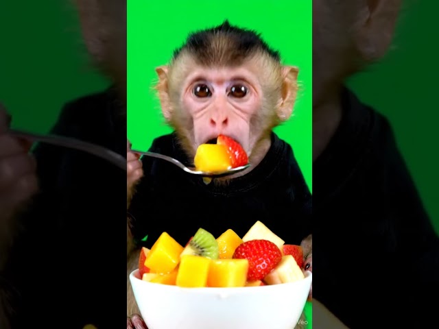 Monkey eating Fruits #monkey #funny #animals #cute #eating #comedy #babymonkey #adorable