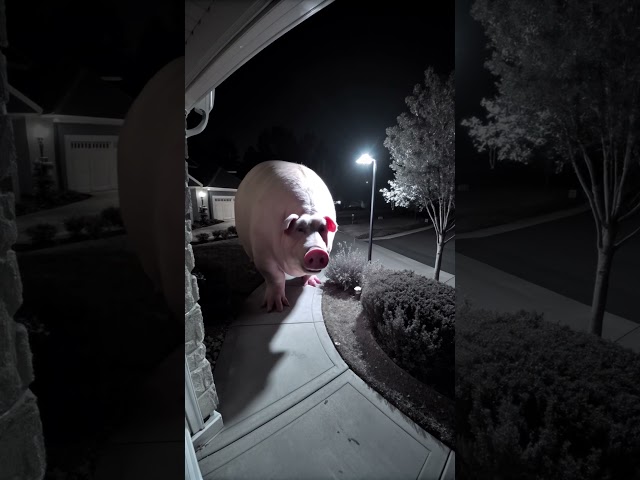 Huge pig caught on CCTV #scary #ai #foundfootage #horror