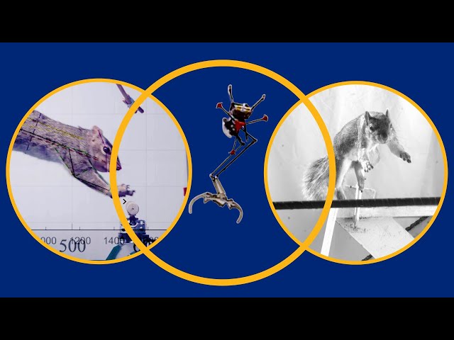 Berkeley researchers designed this robot to jump like a squirrel