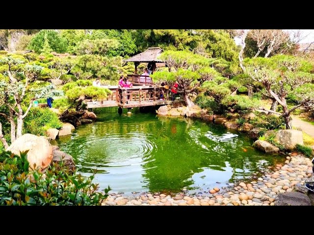 The most beautiful place to visit in California- Japanese Garden- Hayward