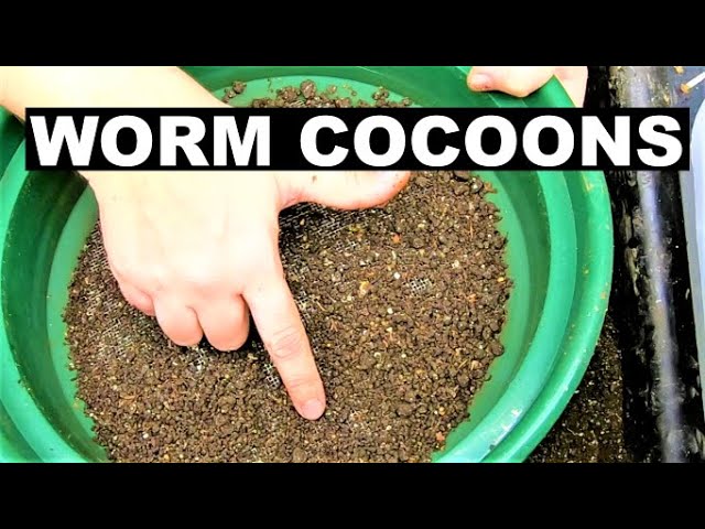 Harvesting Compost Worm Cocoons- Making a Worm Nursery