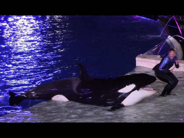 Shamu's Celebration: Light Up the Night at SeaWorld San Diego 6-17-15