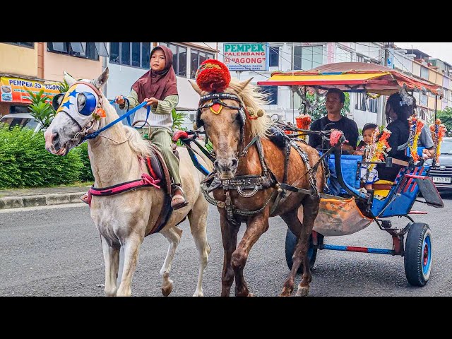 NAIK DELMAN ISTIMEWA | HORSE | KUDA DELMAN - KUDA