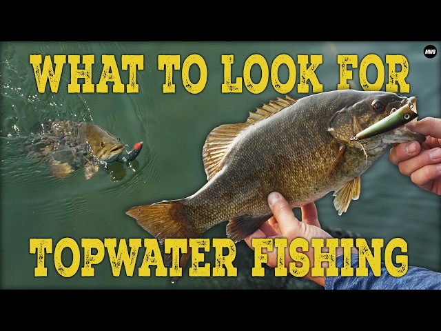 Mayfly Hatch Topwater Smallies | Northwoods Wisconsin