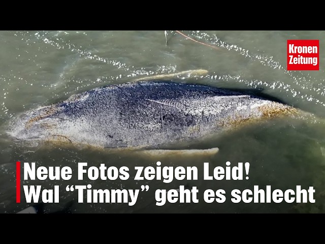 Whale "Timmy is not doing well" | krone.tv NEWS
