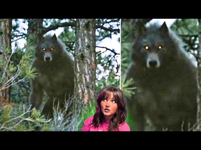 5 der gruseligsten Kryptiden und mehr, die 2026 von Kameras eingefangen wurden – Albtraumhafteste...