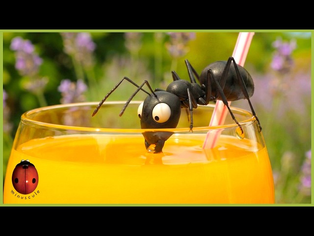Ant On The Rocks | Minuscule | 10' Compilation