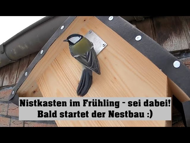 Livecam Nistkasten Meisen Cam - Heide - DE Birdbox 8. April 2026