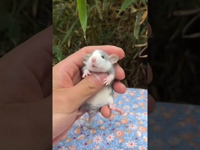 fancy rats a gray white one! Lovely! #pets #cute #rat
