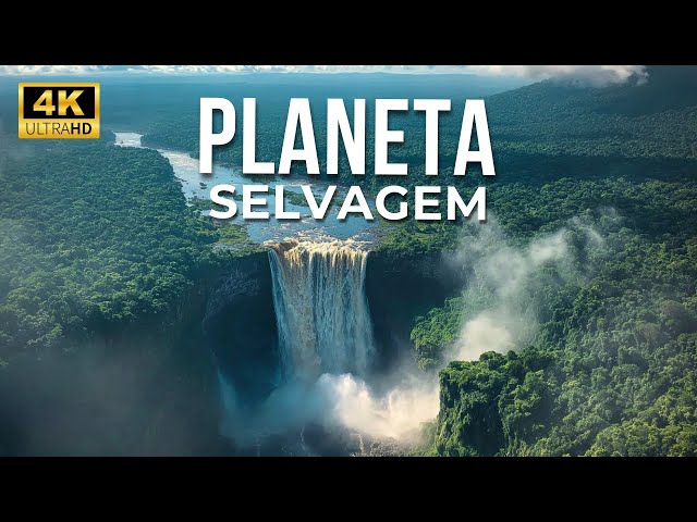 🌍 PLANETA SELVAGEM | Os Animais Mais Icônicos de Cada Continente | Documentário Completo 4K