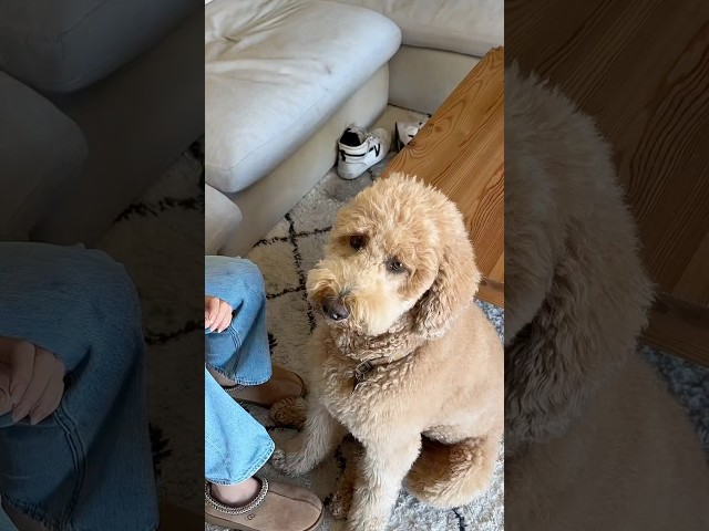 Oliver always getting into things #dogs #dogcomedy