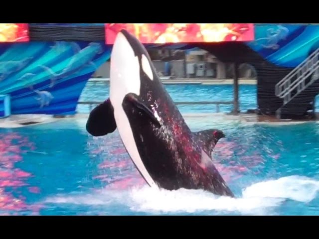 Shamu's Celebration Light Up the Night at SeaWorld San Diego 8-12-14 Part2