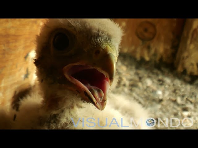Kestrel chicks growing up 2024