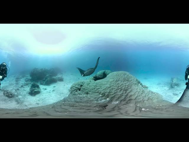 Manta Rays encounter on the Great Barrier Reef