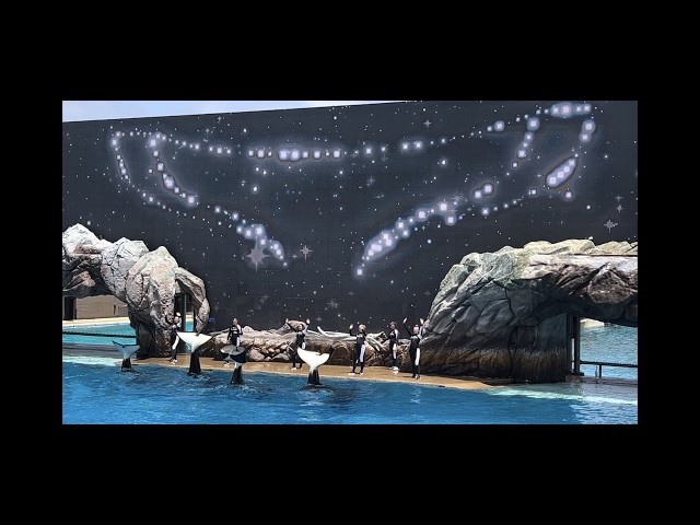 Public Debut of New Orca Encounter at SeaWorld San Diego on May 24, 2025