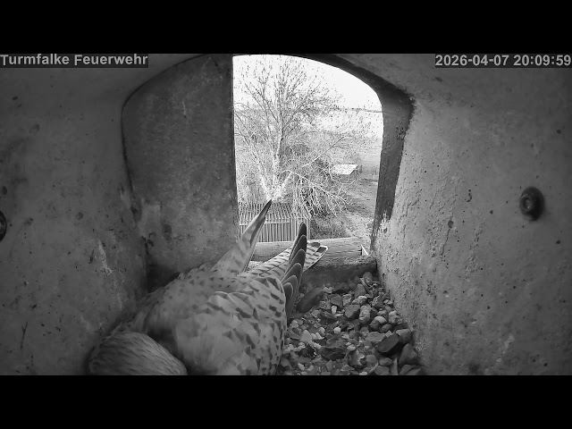 🔴 LIVE: Turmfalken-Kasten Fohrde (2026) 🦅 Kestrel Cam & Wildlife