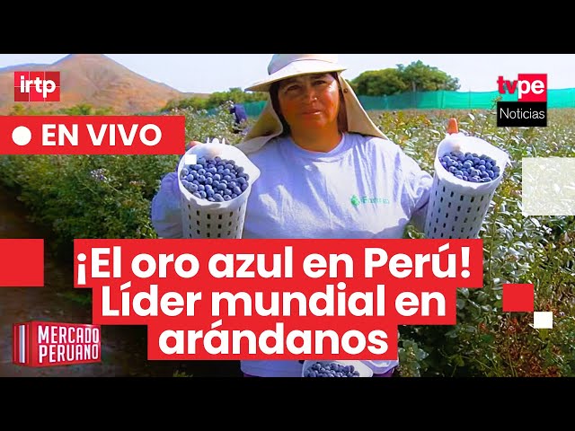 Peru consolidates its position as the world's leading exporter of blueberries | "Peruvian Market"