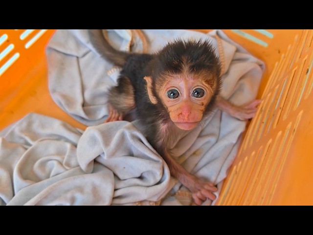 Poor new baby monkey, adopt poor baby female long-tailed monkey
