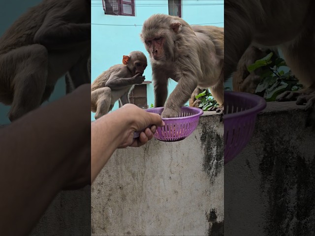 monkey eating food #monkey #bandar #monkeyvideo