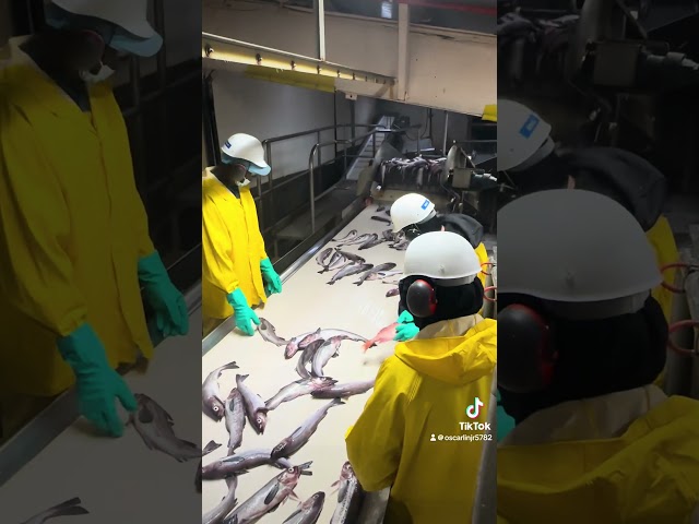 Sorteando pollock en Akutan !!! #Fish #Alaska #Foryou #paratiiii