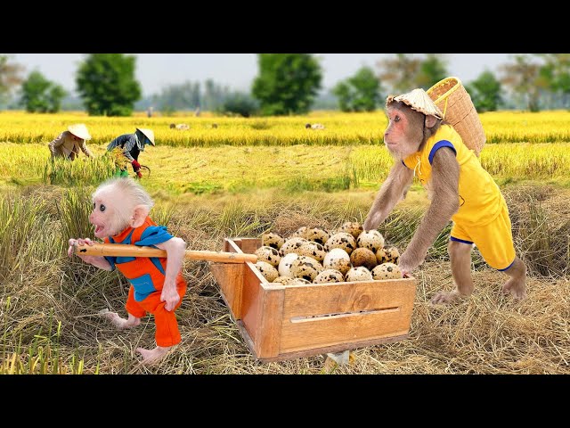 Unbelievable Moment 😲 Baby monkey insists follows help Cutis harvest
