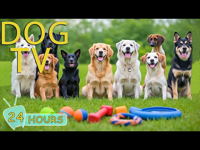 DOG TV: Videos Prevent Boredom & Anti-Anxiety for Dogs to Watch Home Alone All Day - Music for Dogs