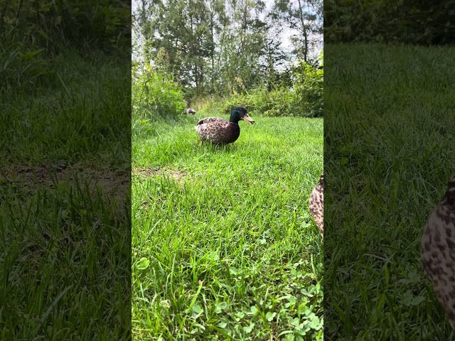 Drake Quacks Loudly to Mark His Territory 🦆