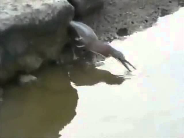 a patient bird hunts a fish!