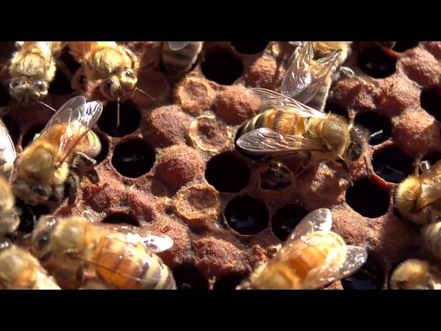 Welcome to the World - Emerging Female Honey Bee