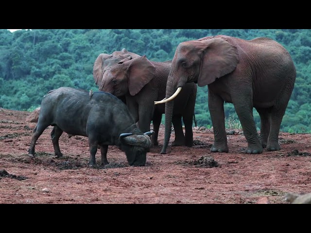 The Clarity 12K HDR 120 fps Dolby Vision 12K Video