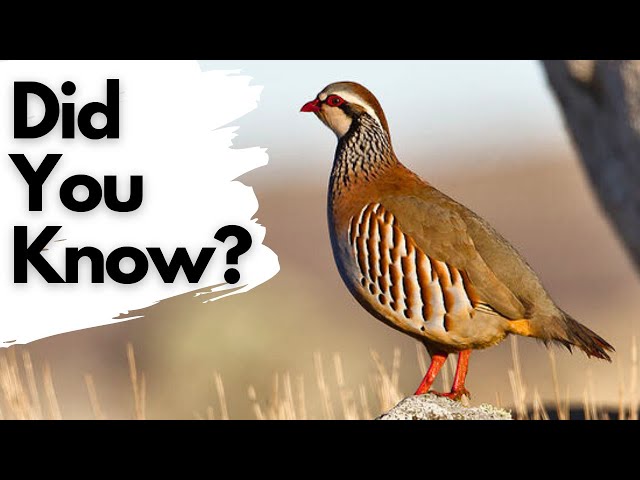 Things You Need to Know About Red-Legged PARTRIDGE!