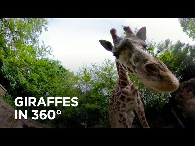 Reticulated and Masai Giraffes Inspect 360° Camera