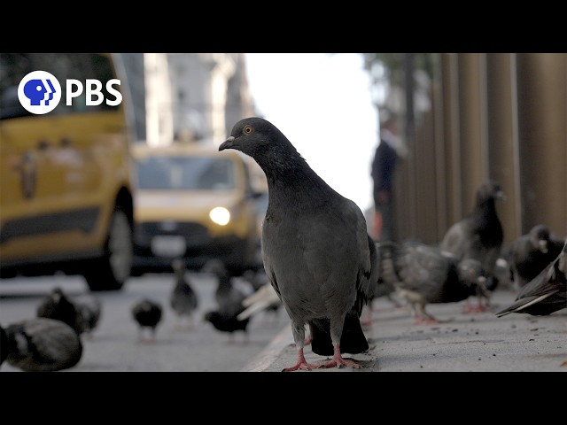 The Pigeon Gangs of NYC