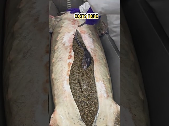 “$5,000 Per Bite! World’s Rarest Caviar Taste Test!”