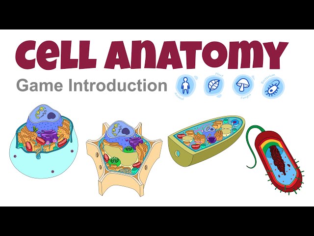 Cell Anatomy Game Introduction